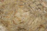 Triassic, Petrified Wood (Araucaria) Round - Madagascar #207400-1